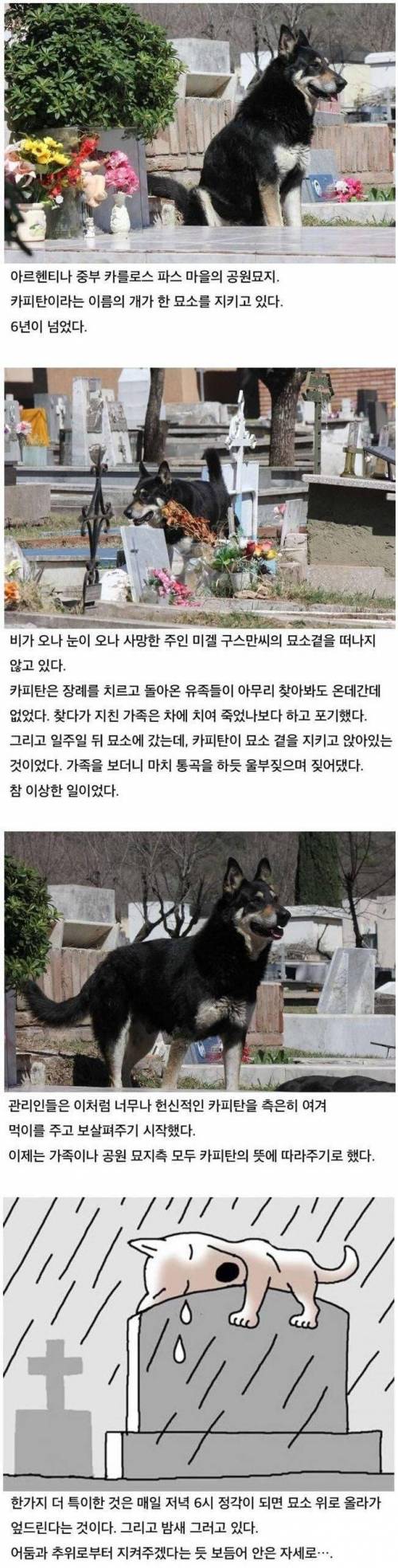 6년간 주인의 묘소를 지킨 충견
