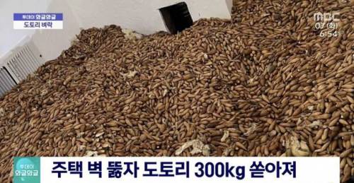 미국 가정집에 딱따구리 선생이 숨겨둔 도토리 300kg