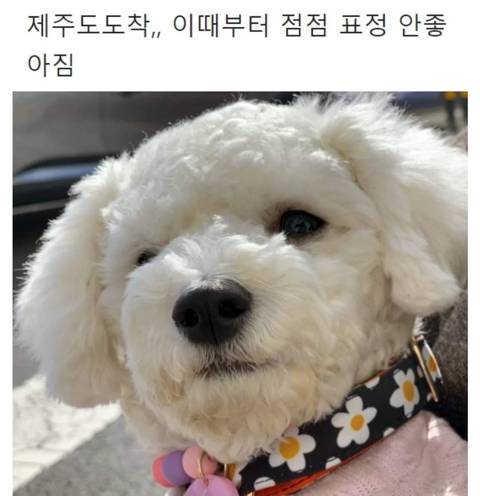 강아지랑 제주도여행 가지마라......(개짠).jpg