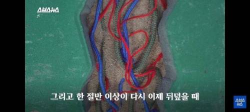 보도블럭을 매년 새로 까는 이유.jpg