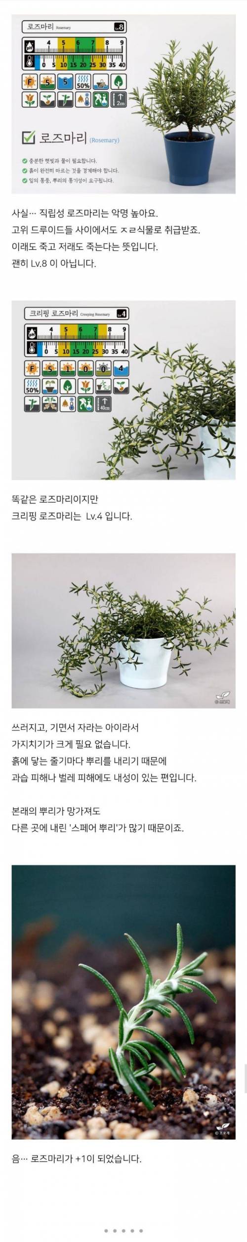 스벅 음료 장식이였던 로즈마리 키워낸 드루이드