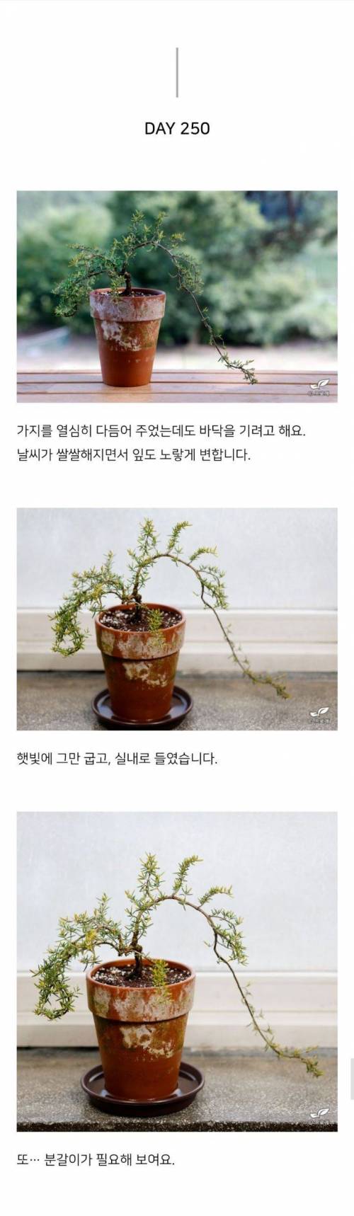 스벅 음료 장식이였던 로즈마리 키워낸 드루이드