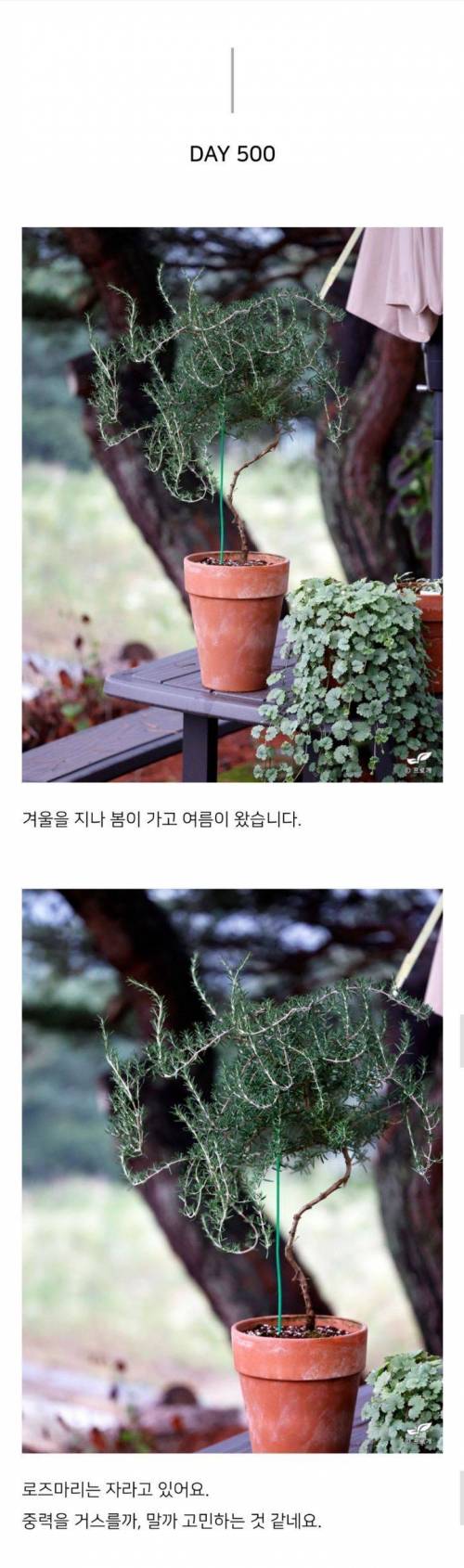 스벅 음료 장식이였던 로즈마리 키워낸 드루이드