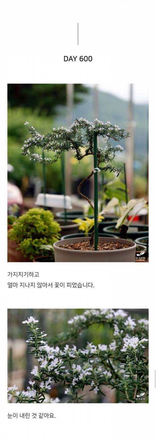 스벅 음료 장식이였던 로즈마리 키워낸 드루이드