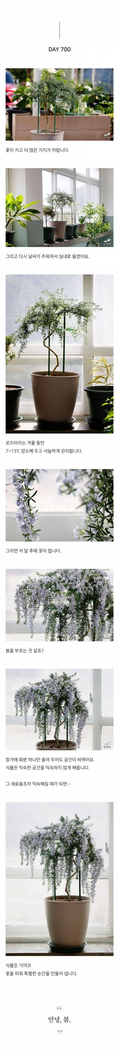 스벅 음료 장식이였던 로즈마리 키워낸 드루이드