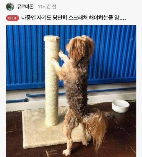 개가 고양이랑 오래 살다보면