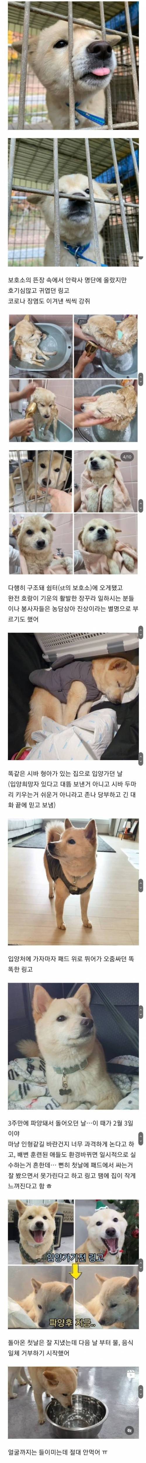 파양된 후 식음전폐하다 하늘나라로 간 아기 강아지 링고