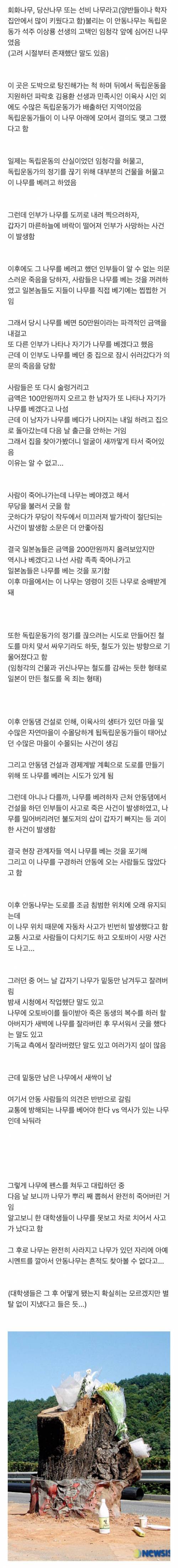 정말 신기했던 안동 귀신나무.jpg