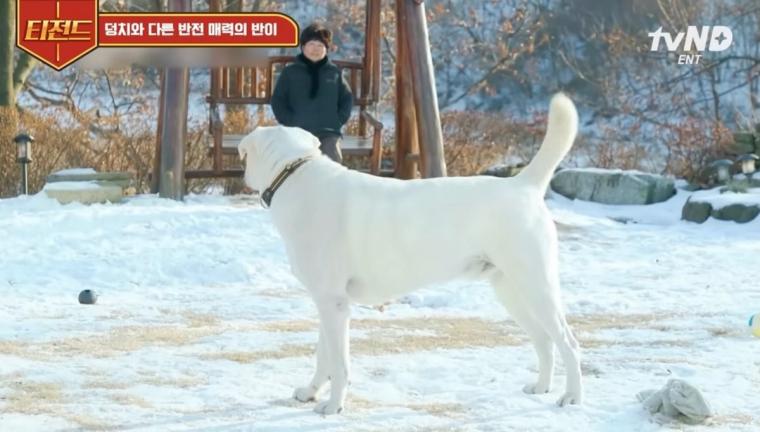 딸이 웰시코기만큼만 큰다고 데려온 댕댕이 근황