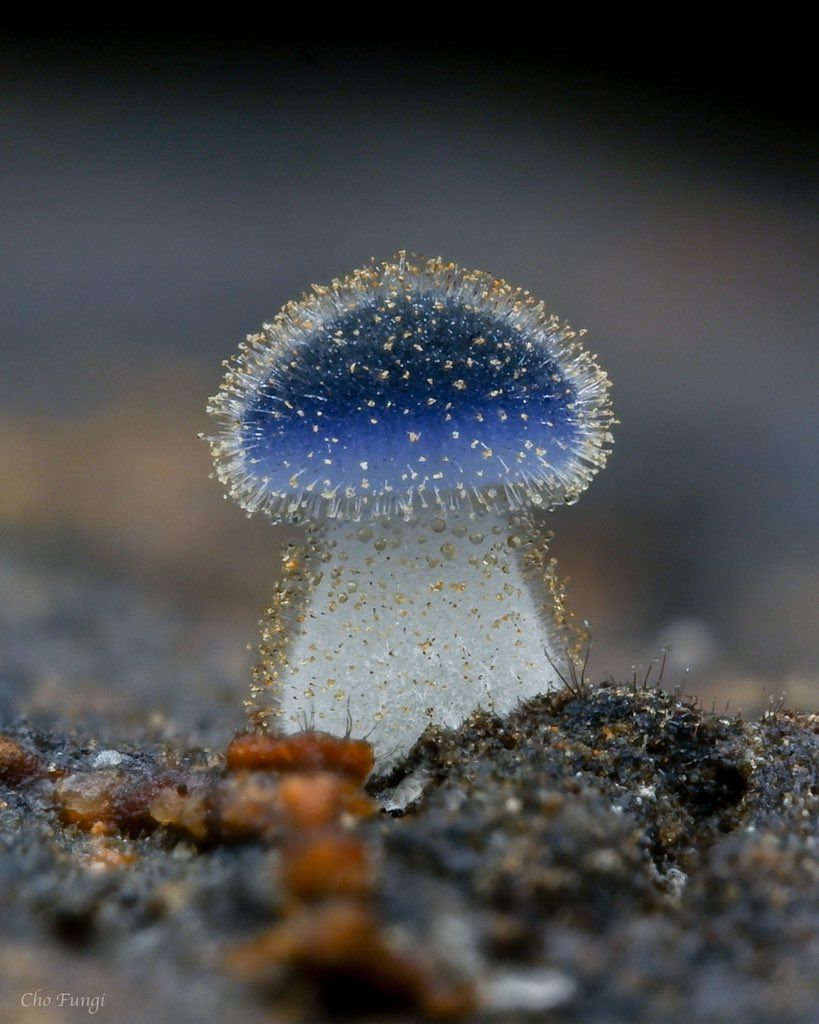 아직도 신규 발견 버섯이 ㅈㄴ 나오는 이유