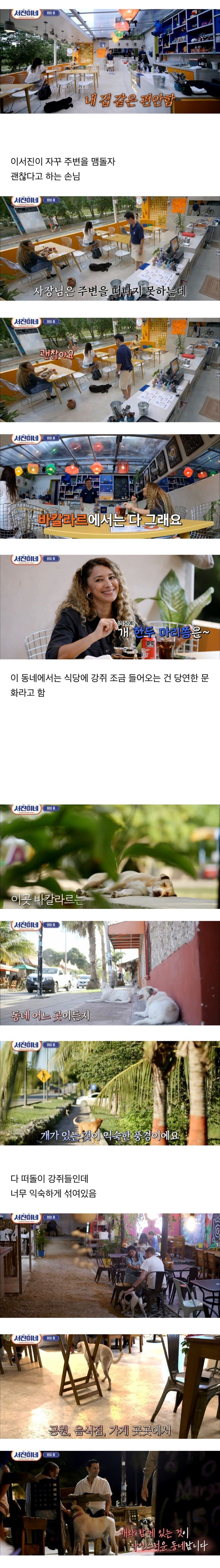 서진이네) 우리와 다른 개 문화