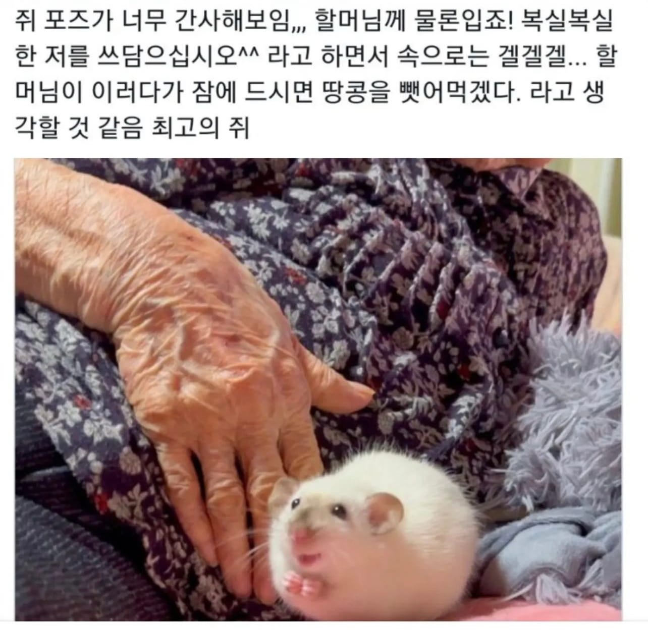 간사해 보이는 포즈의 쥐.jpg