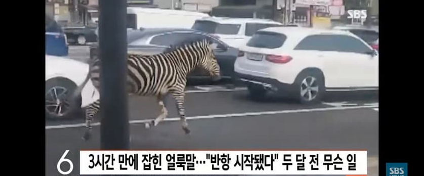 어제자 얼룩말 가출사유...jpg