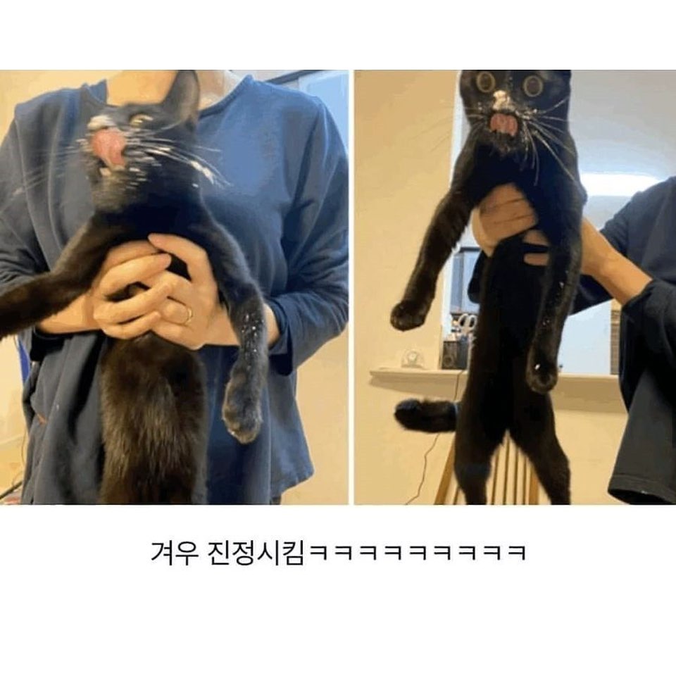 생애최초의 너무 격렬한 쾌감을 느낀 냥이