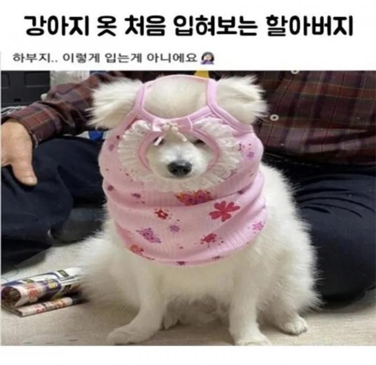 강아지 옷 처음 입혀보는 할아버지.jpg