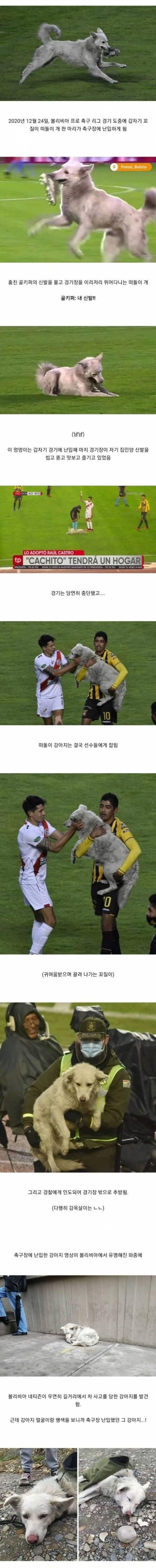 축구 경기장에 난입한 멍뭉이의 결말..jpg