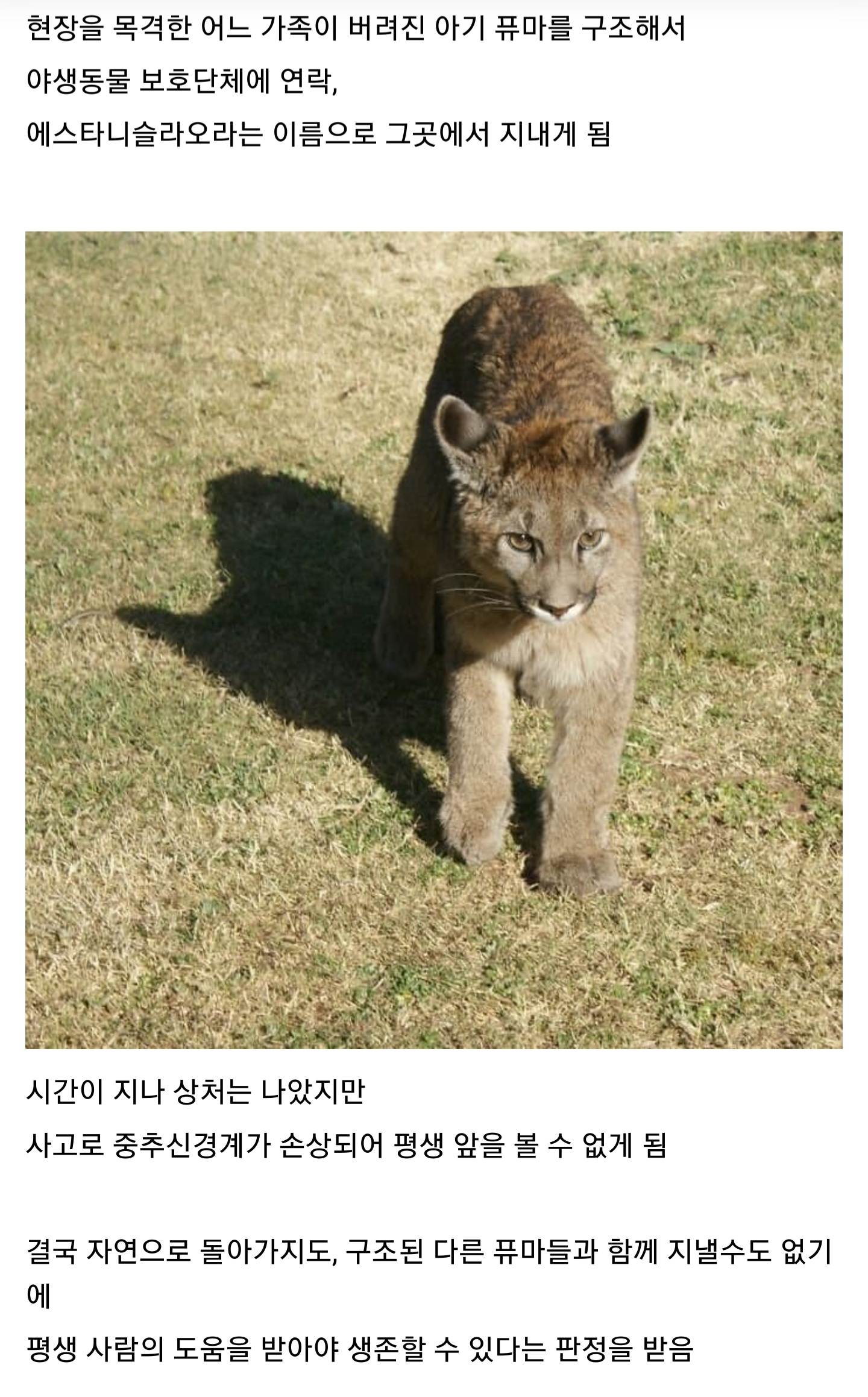 사고로 눈이 먼 아기 퓨마