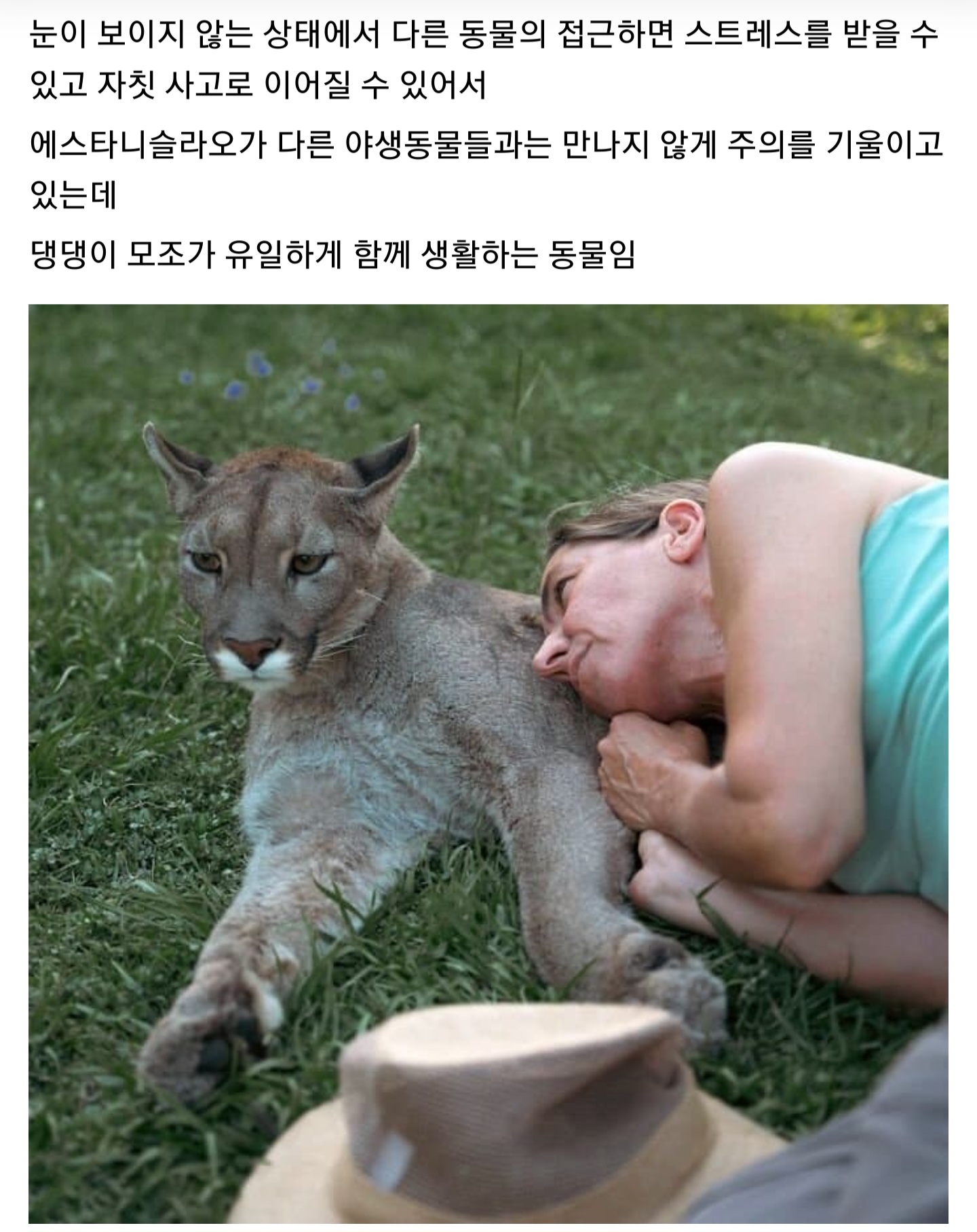 사고로 눈이 먼 아기 퓨마