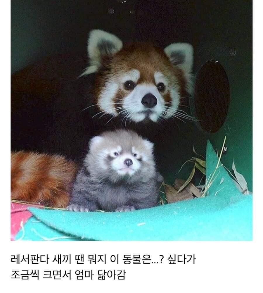 귀여운 동물 1티어.jpg