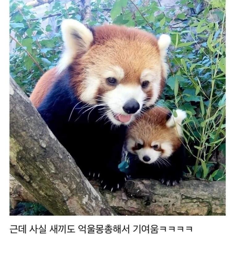 귀여운 동물 1티어.jpg