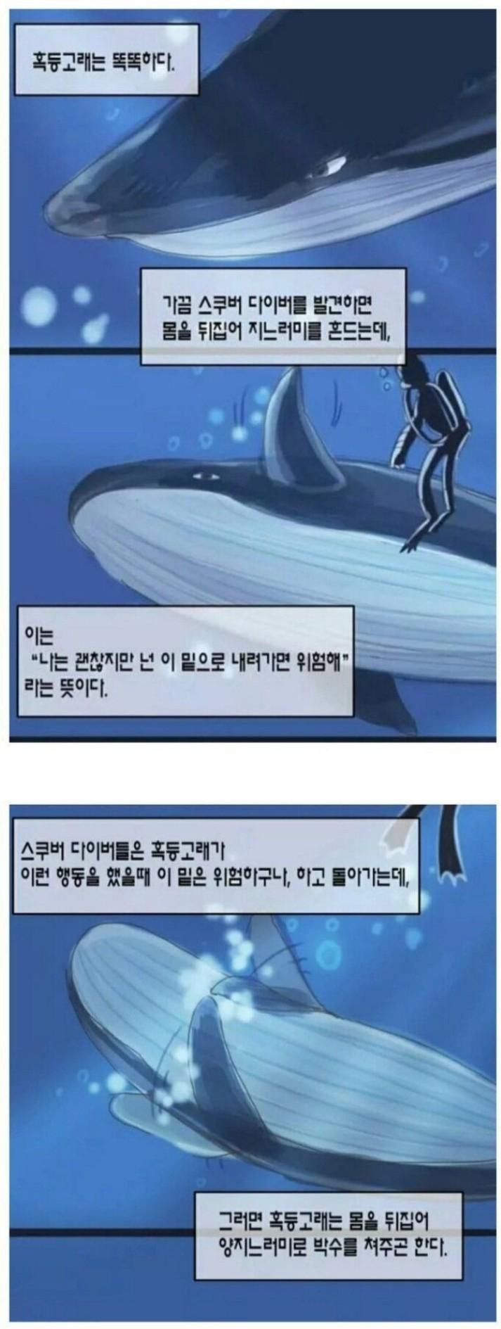 혹등고래:  님아, 여기 위험함. 나가셈