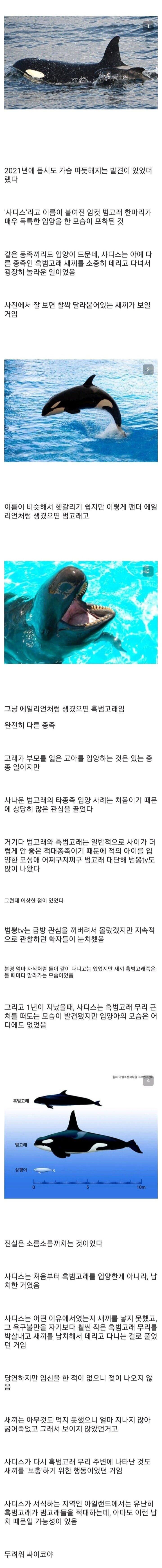 흑범고래 새끼를 입양한 범고래.jpg