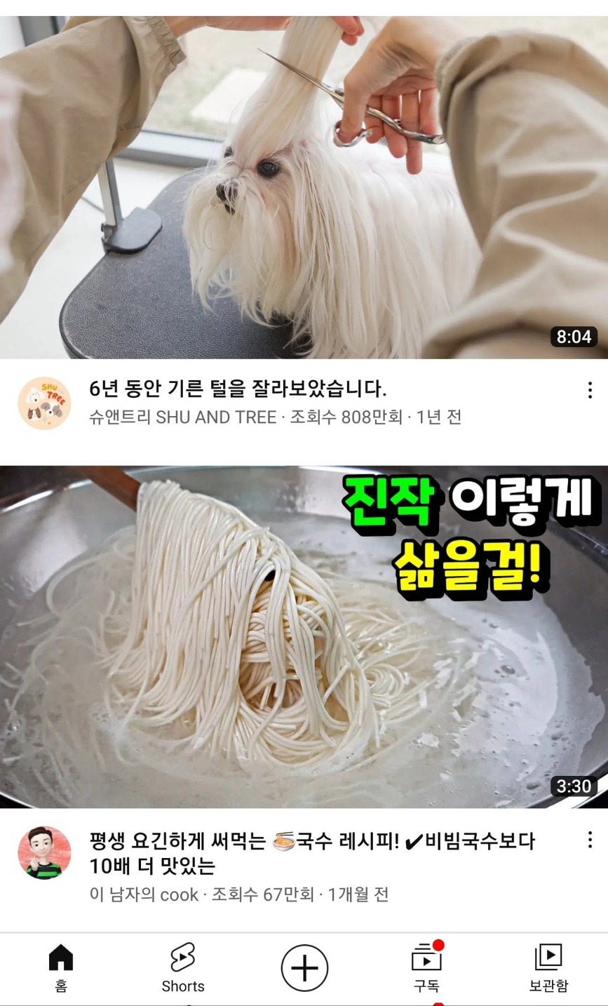 6년 기른 털 자르는 강아지