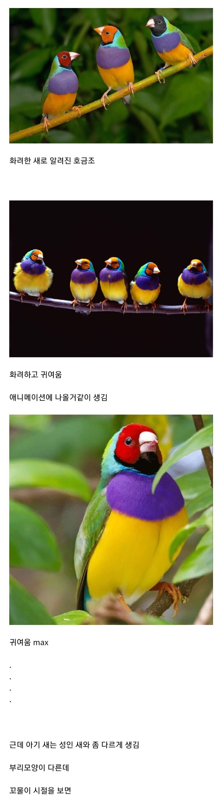 괴생명체라고 오해받는 호금조 새끼 (살짝주의)