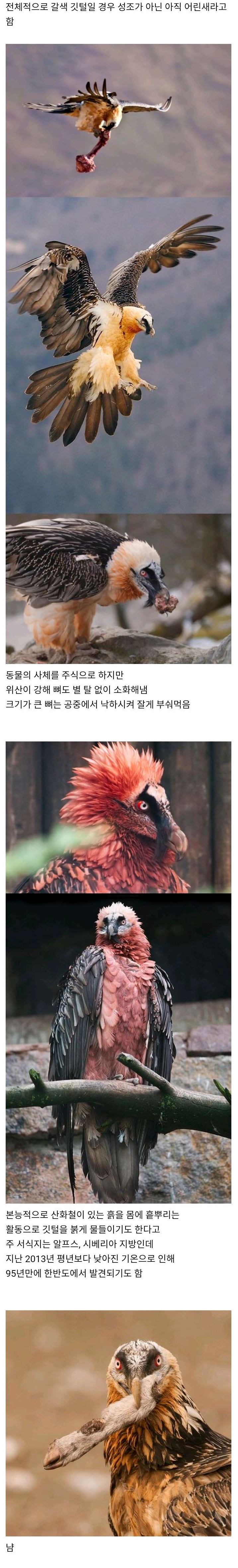 뼈도 삼키는 희귀조류 수염수리