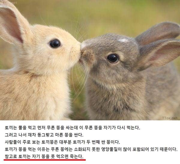 자기 똥을 먹지 못하면 죽는 동물 ㄷㄷㄷ
