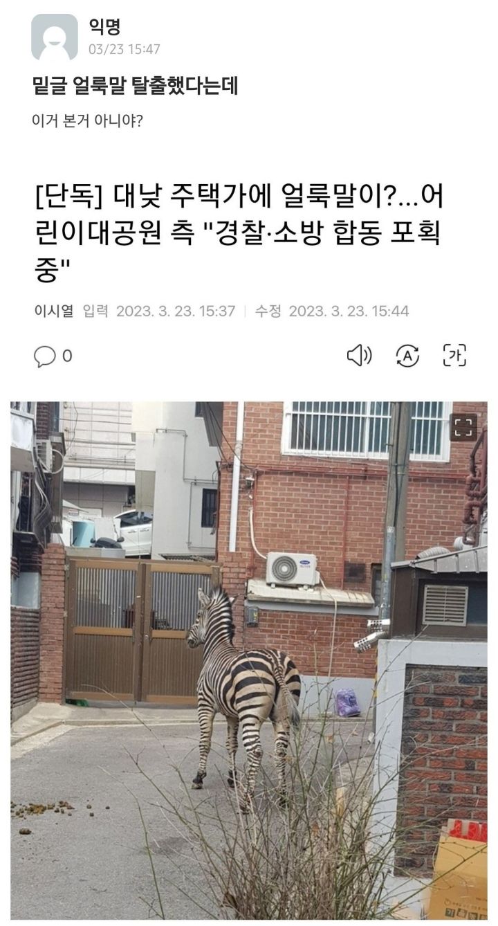 탈주한 얼룩말 기사도 뜨기 전에 보고 조현병 의심받은 대학생