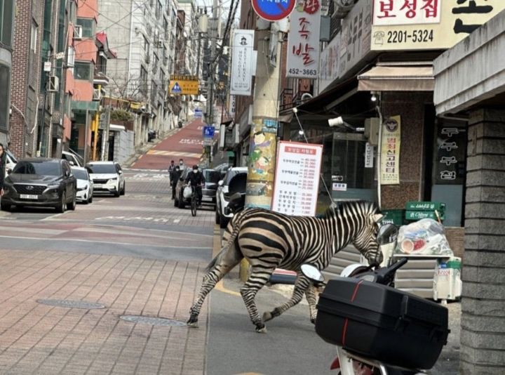 탈주한 얼룩말 기사도 뜨기 전에 보고 조현병 의심받은 대학생