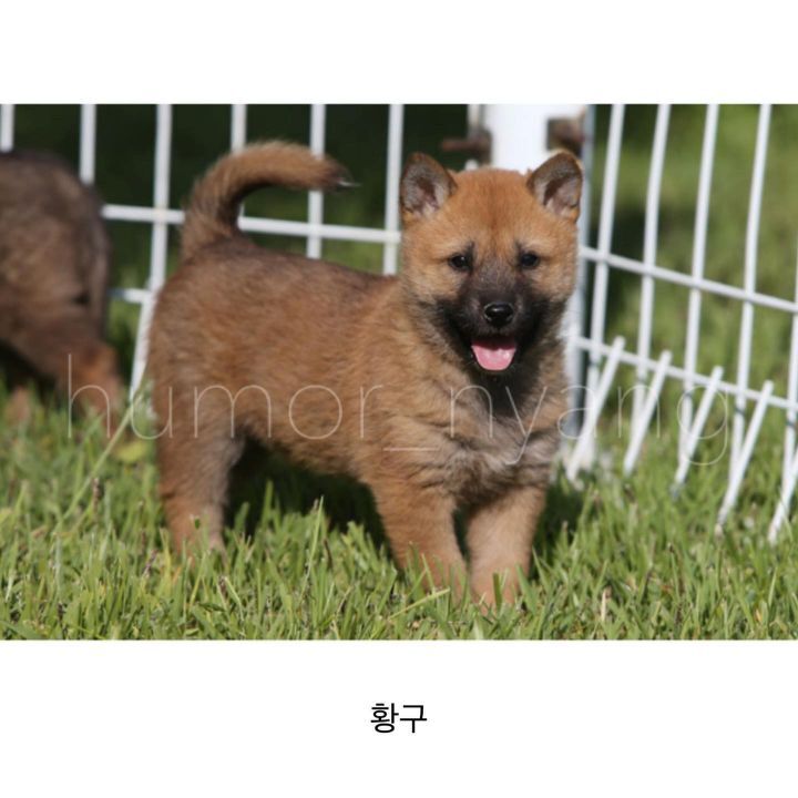 진돗개 모색별 아기때 생김새