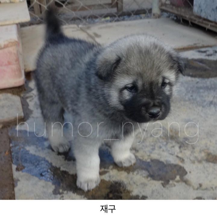 진돗개 모색별 아기때 생김새