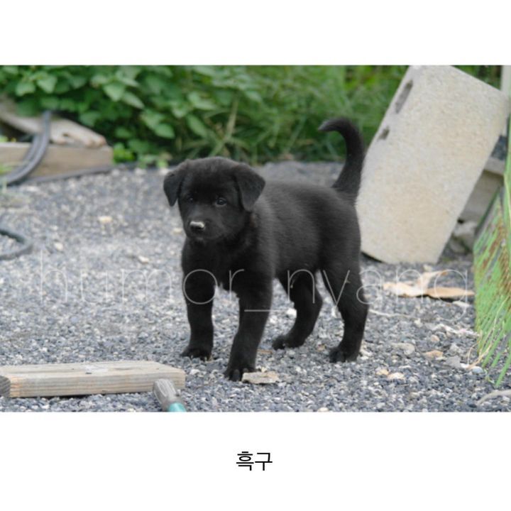 진돗개 모색별 아기때 생김새