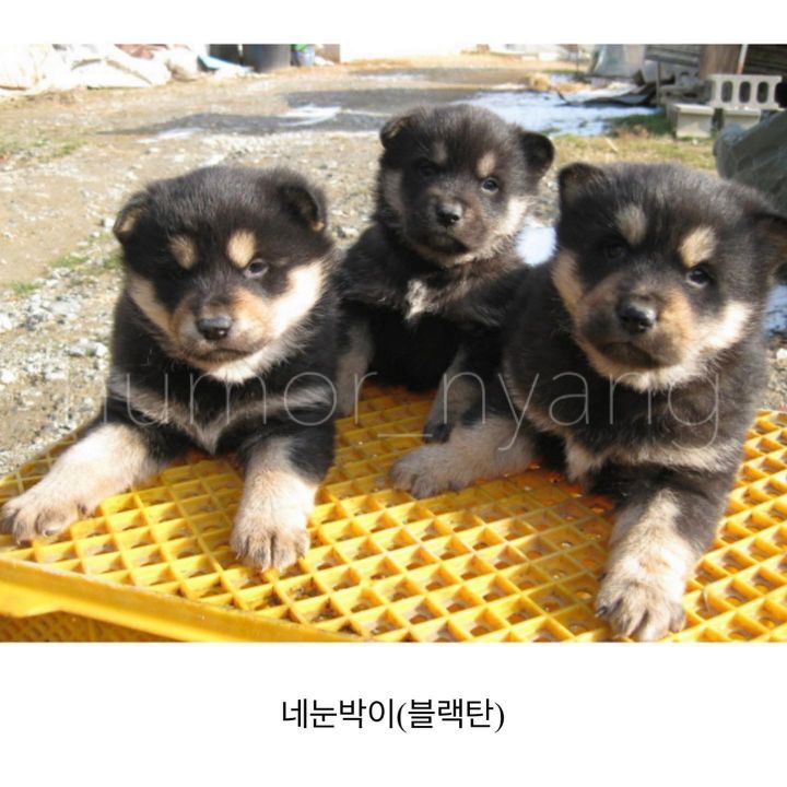 진돗개 모색별 아기때 생김새