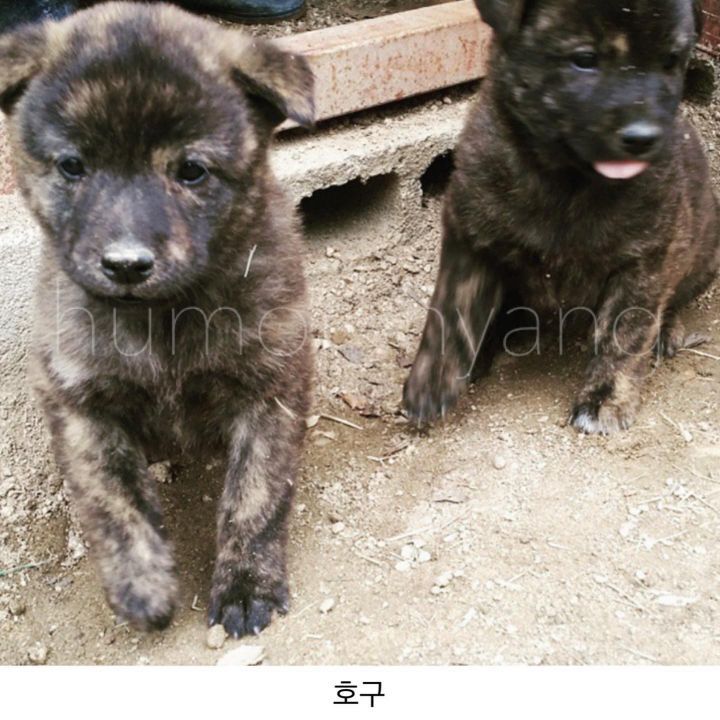 진돗개 모색별 아기때 생김새