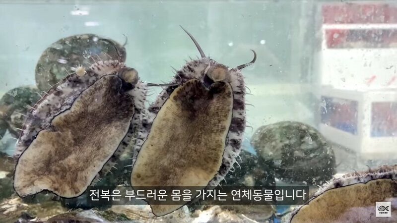 전복에 대한 의외의 사실