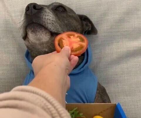 주인에게 피자를 선물 받은 댕댕이.jpg