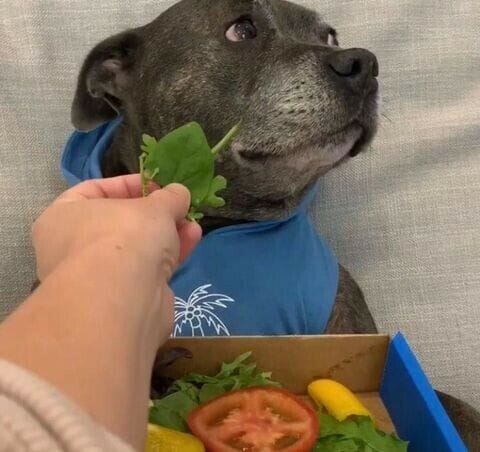 주인에게 피자를 선물 받은 댕댕이.jpg