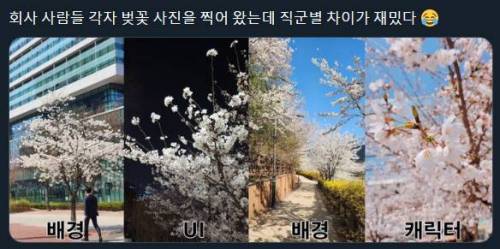 직군별 벚꽃 사진을 찍는법