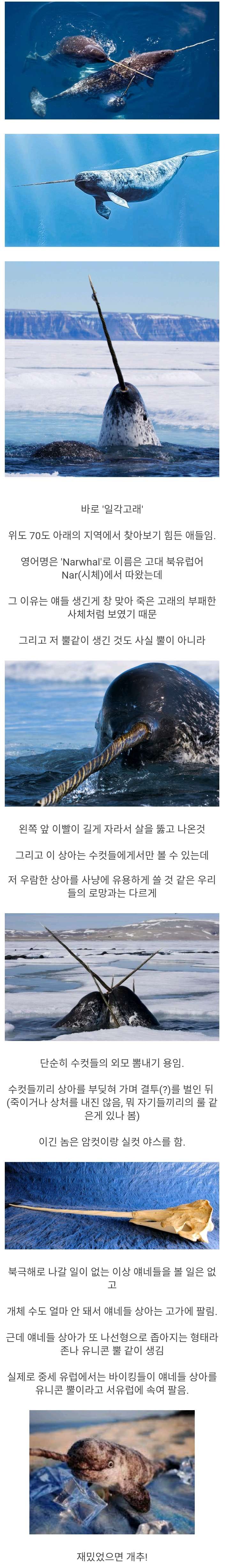 북극의 유니콘이라 불리는 생물