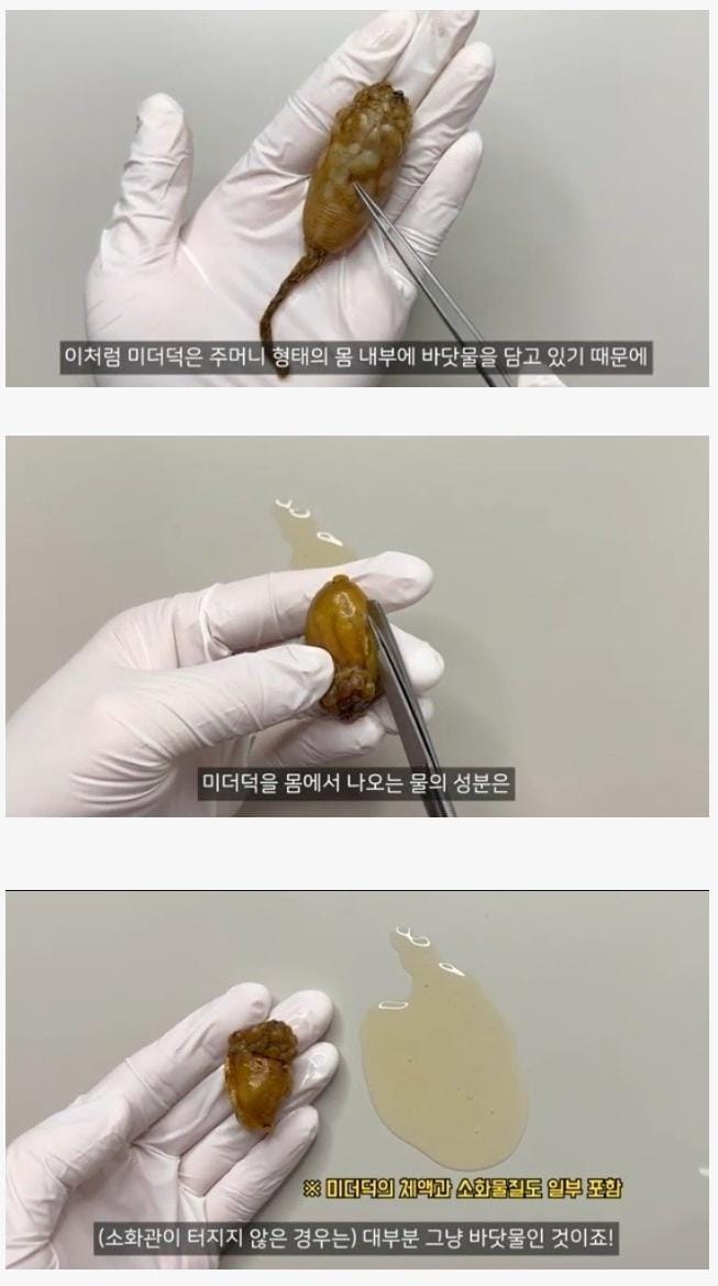 미더덕에서 나오는 물의 정체