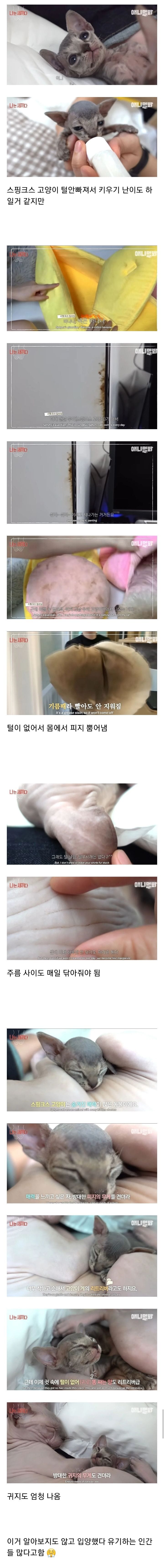 털 없어서 안 날리는대신 피지가 엄청 나온다는 스핑크스 고양이