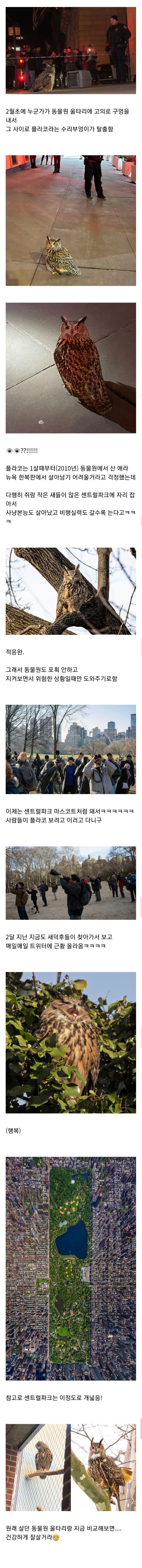 동물원 탈출하고 뉴욕 센트럴파크에서 제2의 인생 사는 중인 수리부엉이