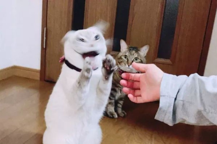 망한 고양이 사진 모음