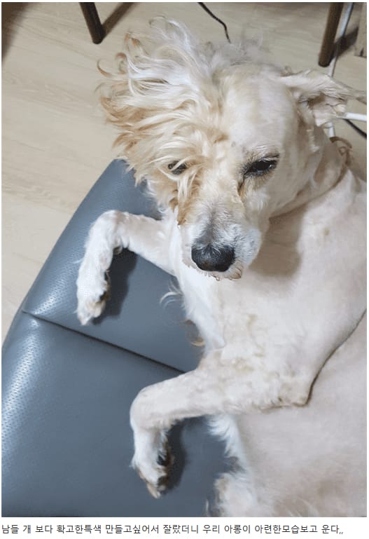 우리집 귀여운 아롱이 보더니 누나 울고있다..