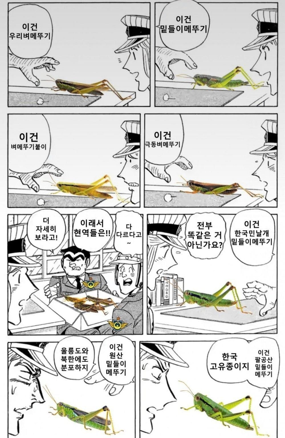 메뚜기 100종류 이상을 알고 있습니까?.jpg