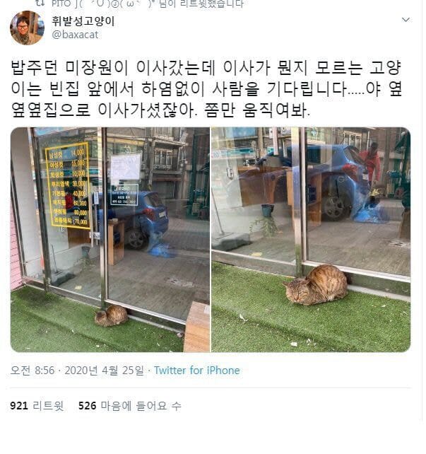 인간들의 “이사” 개념을 이해 못해서 한없이 기다리는 고양이...jpg