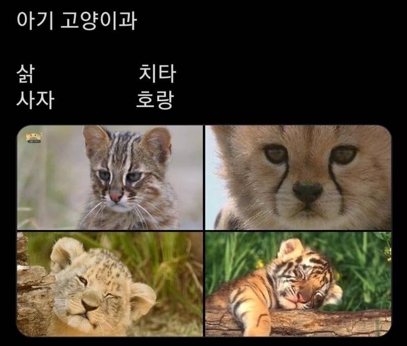 야생 냐옹이들 아깽이 시절.jpg